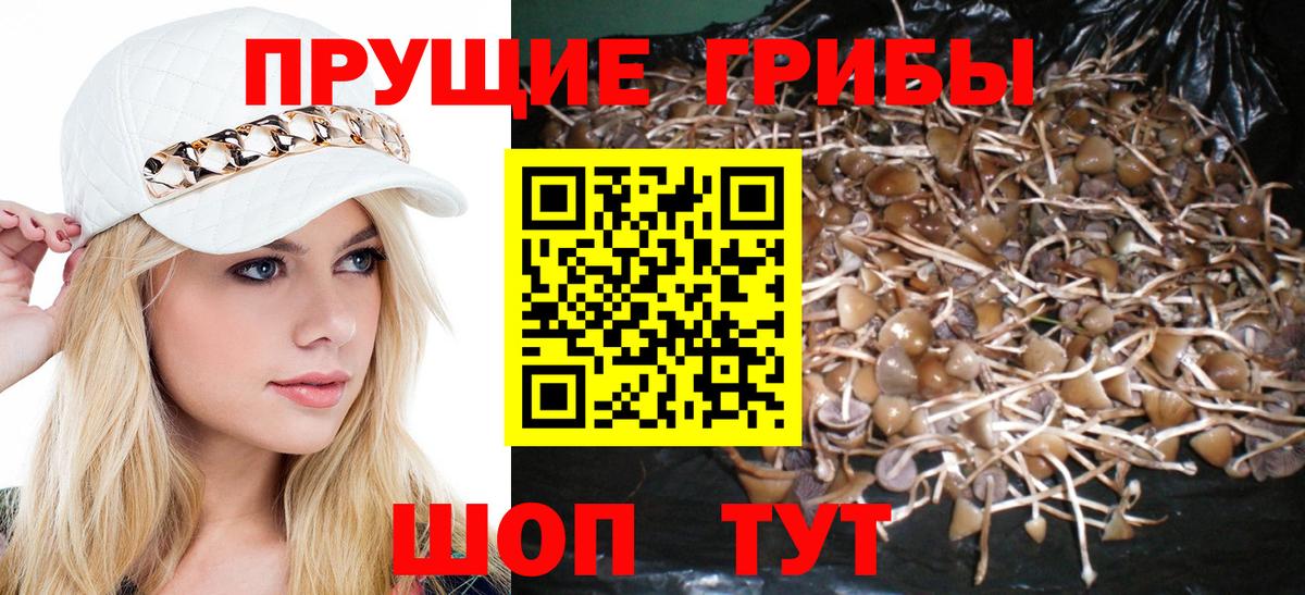 Псилоцибиновые грибы GOLDEN TEACHER Морозовск